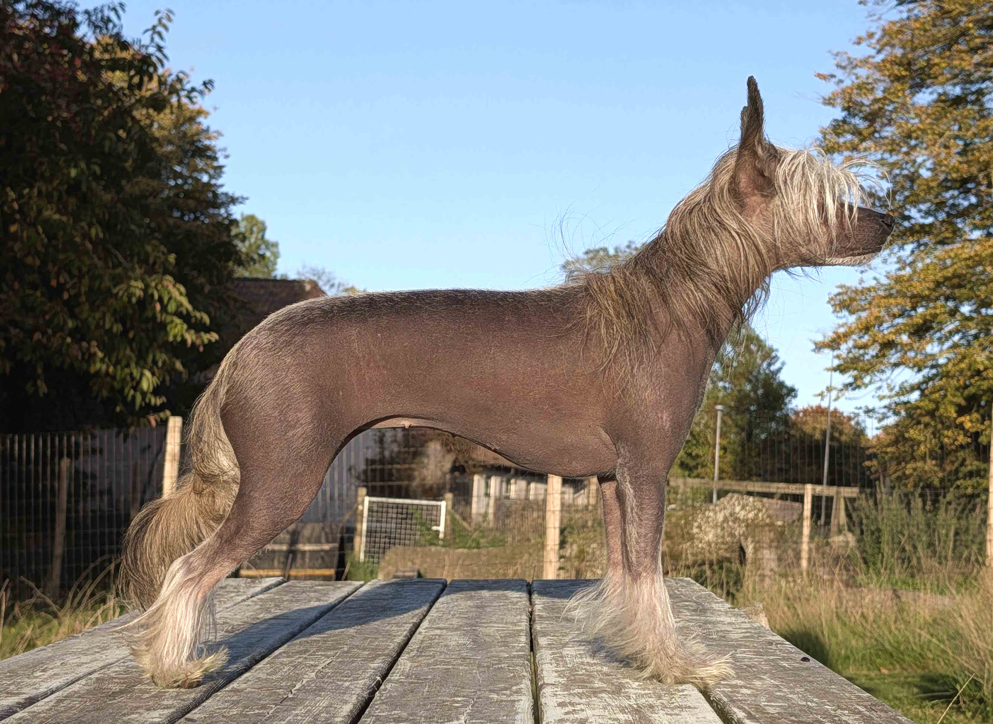 Ebba