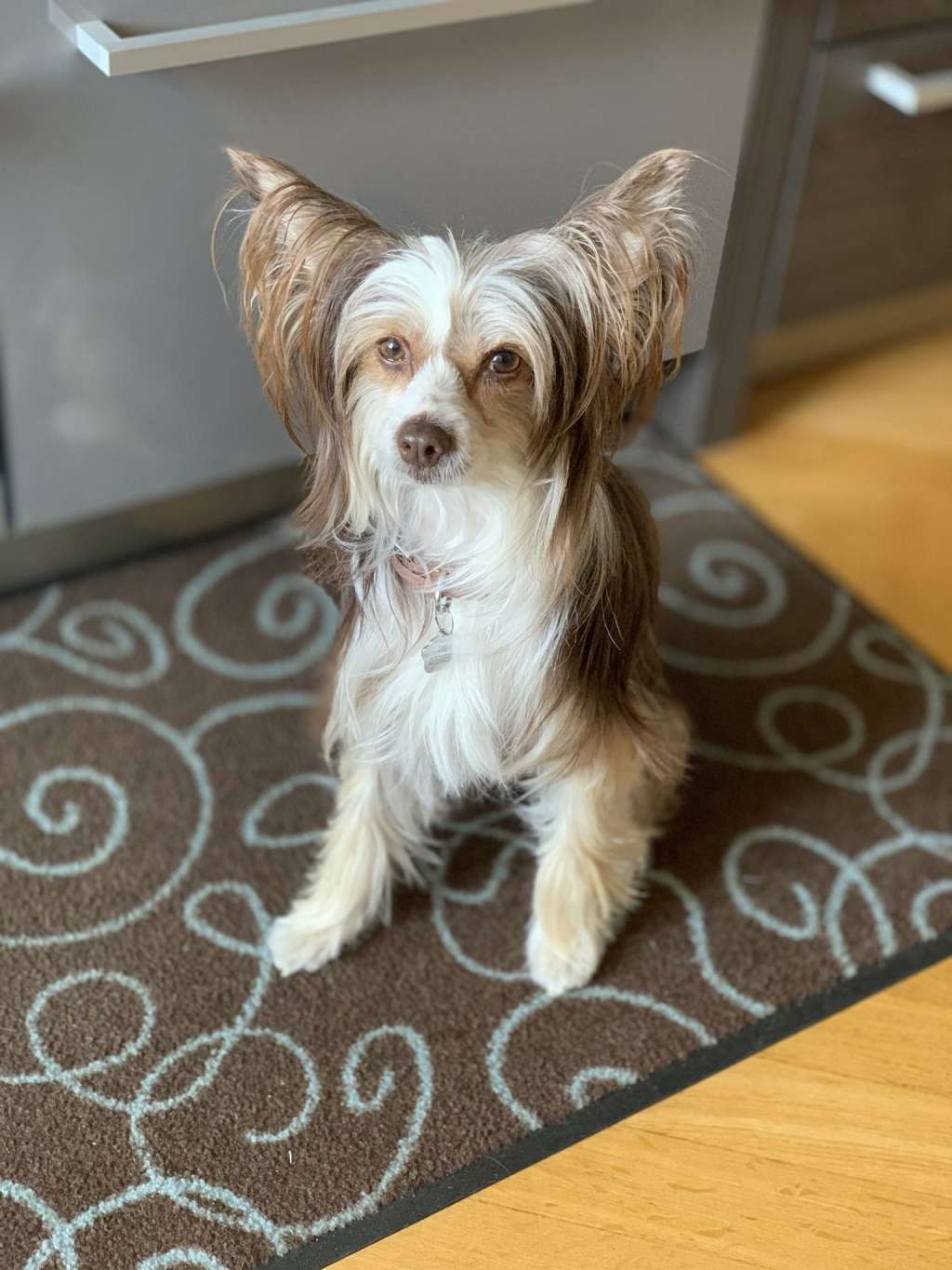 Harmonie Gintaro Magija