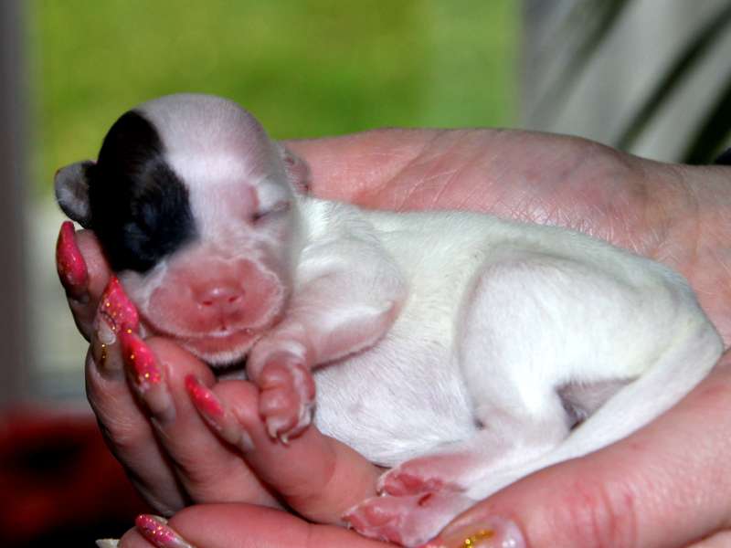 Solino's  Kreme de la Kreme