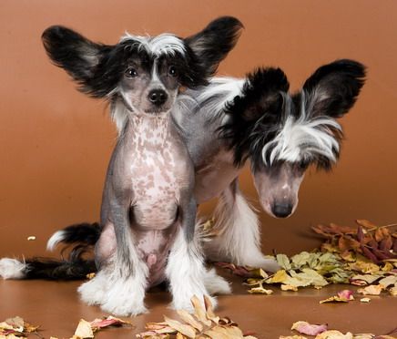 Kredo Festa Chic Guy