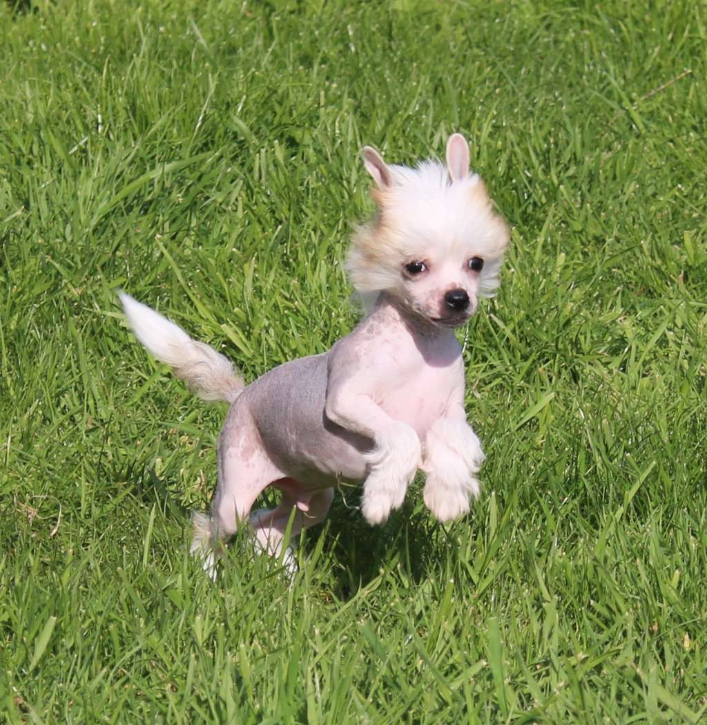 Crazy Falabella Salted Caramel Ice Cream