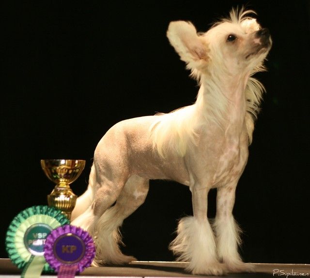 Tiny DeWill's Pikku Myy 