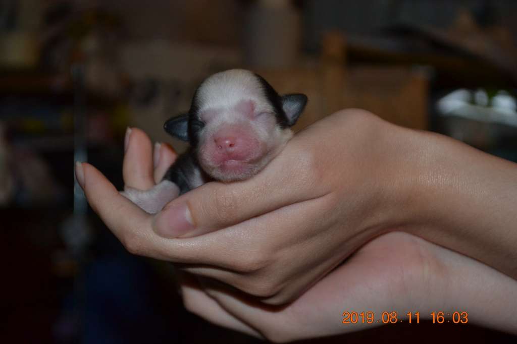 nightstorms Fancy Boy