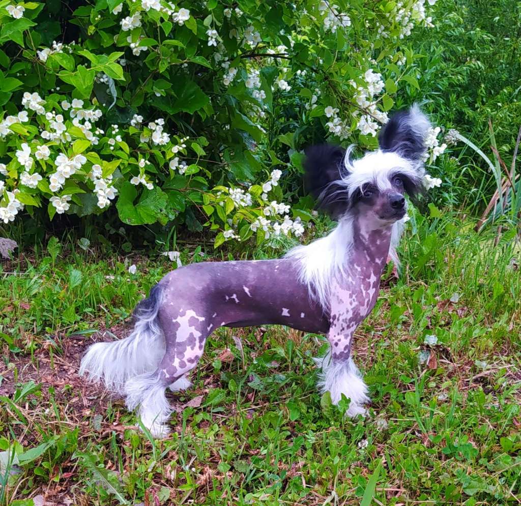 Miniatura Club Sherlock Teona