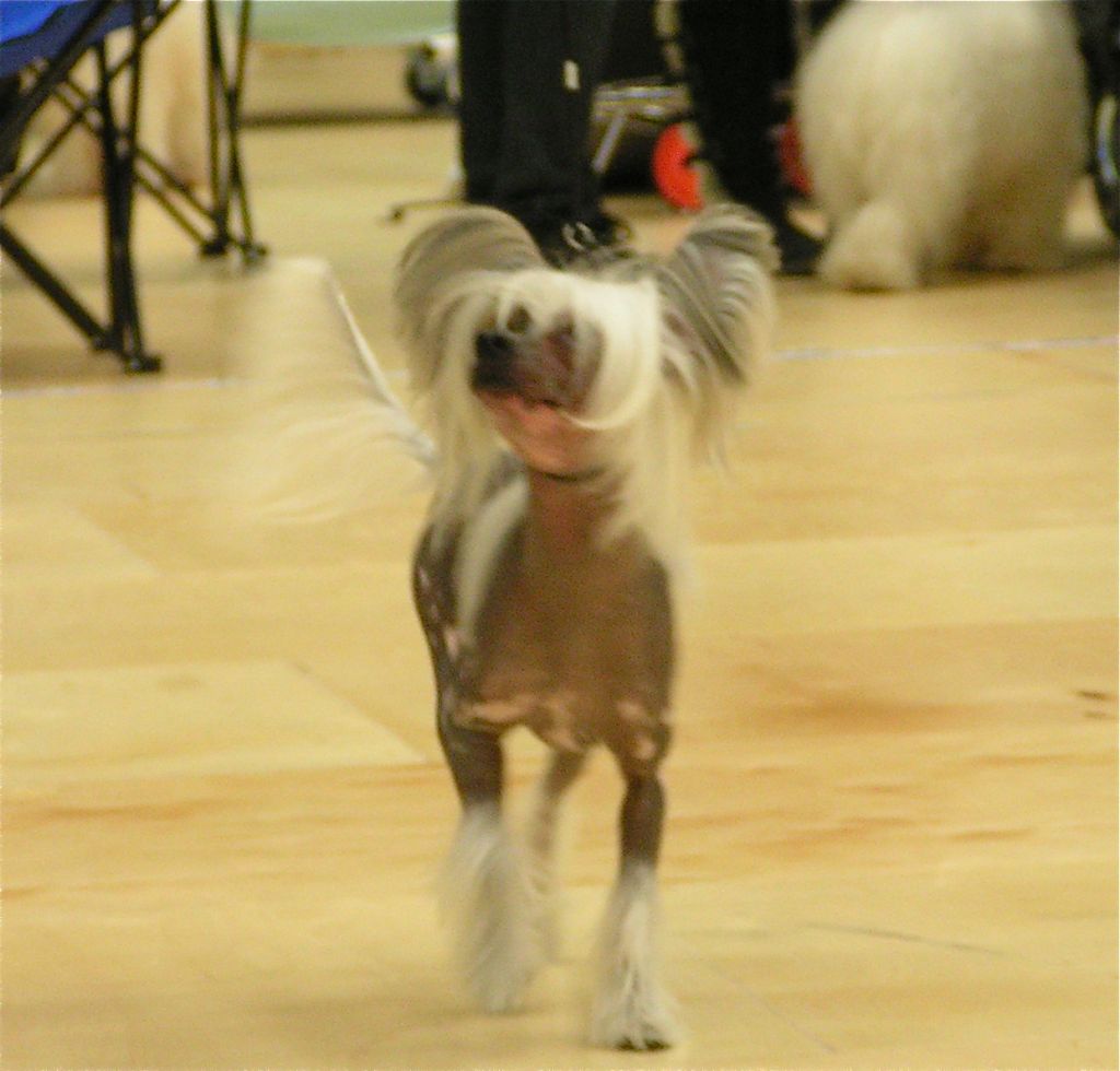 Chodlik Grafic-Guiness