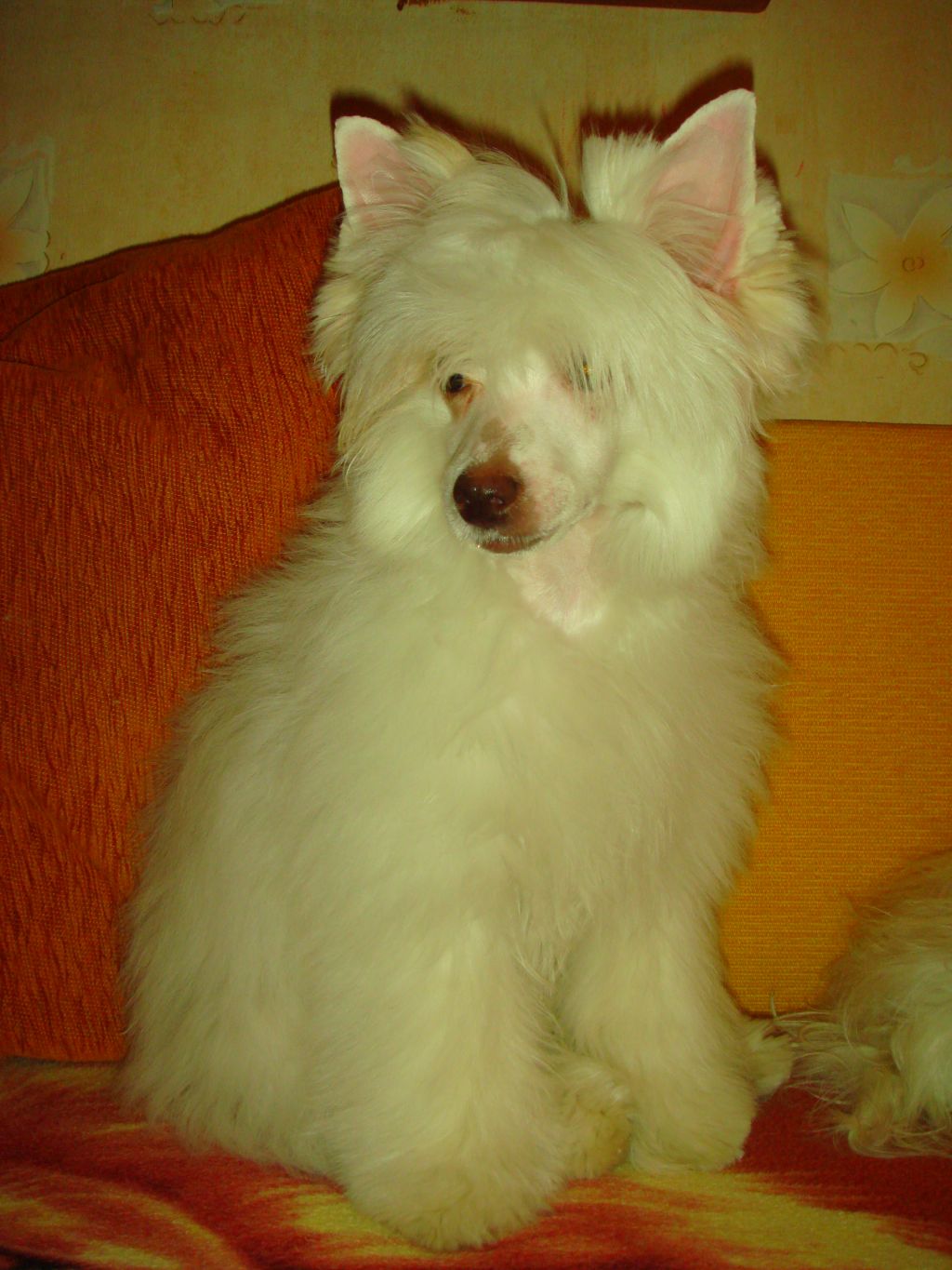 Naomi Shain Bonus Westtai