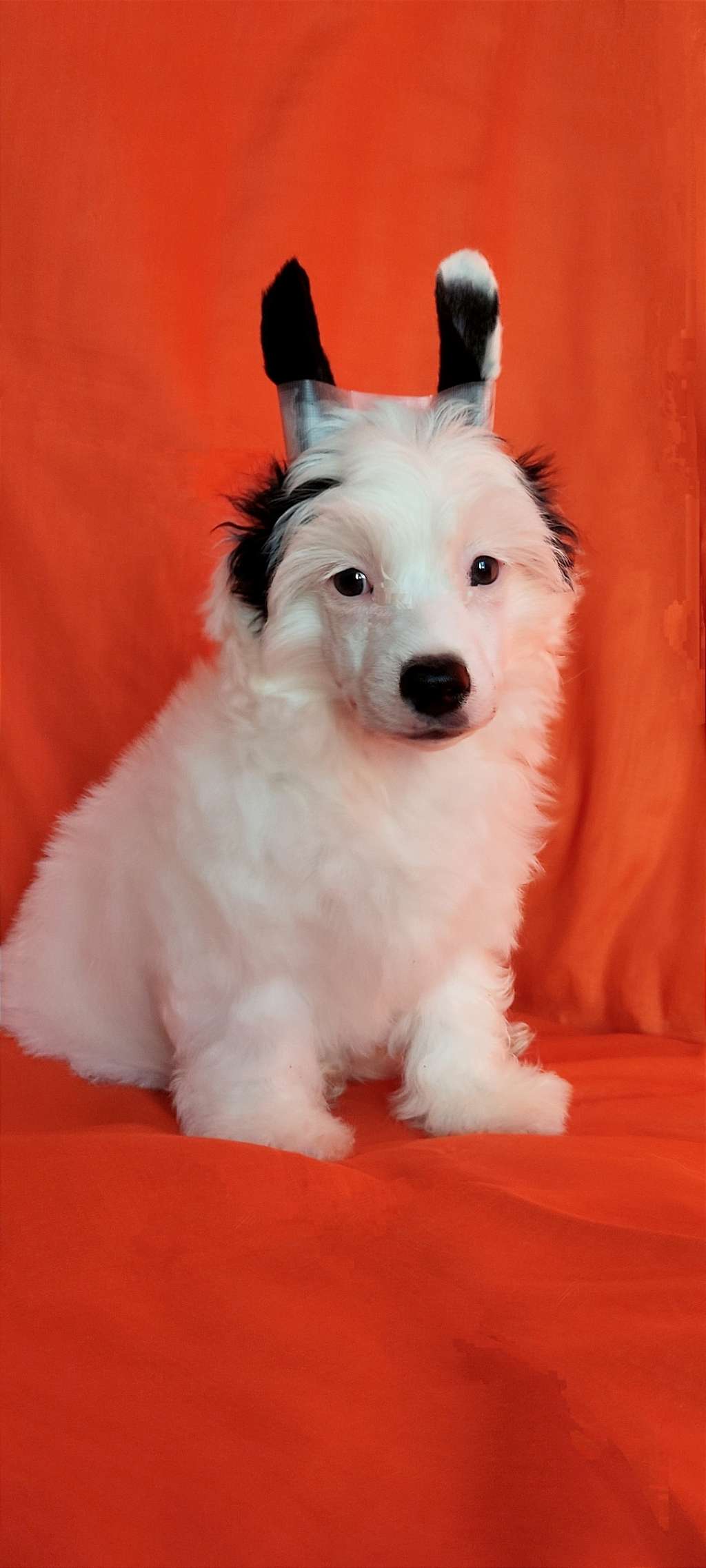 Ice Spark Cherished Dream