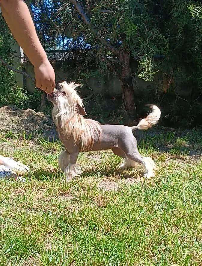 Amani Molosos Gratzi