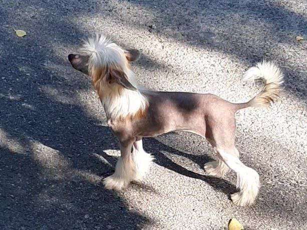 Magic of Success Dolce