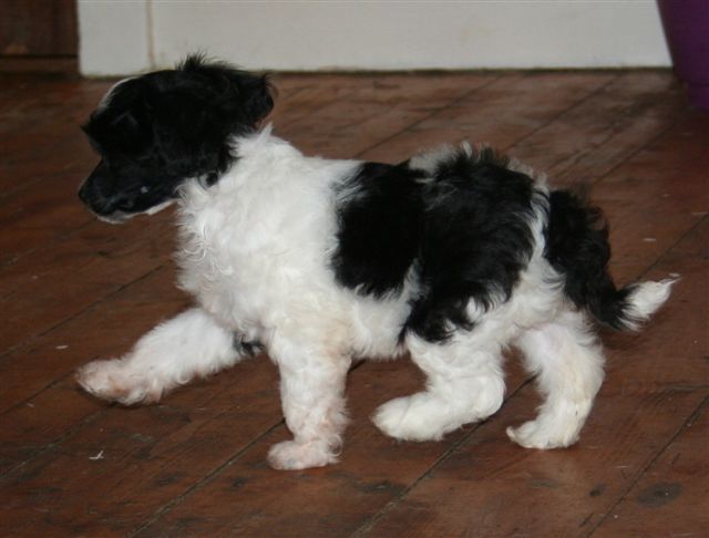 Starside Sugar and Spice