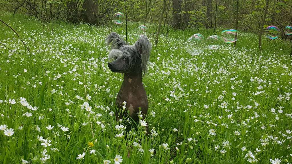 Ashoka of Purple Rain