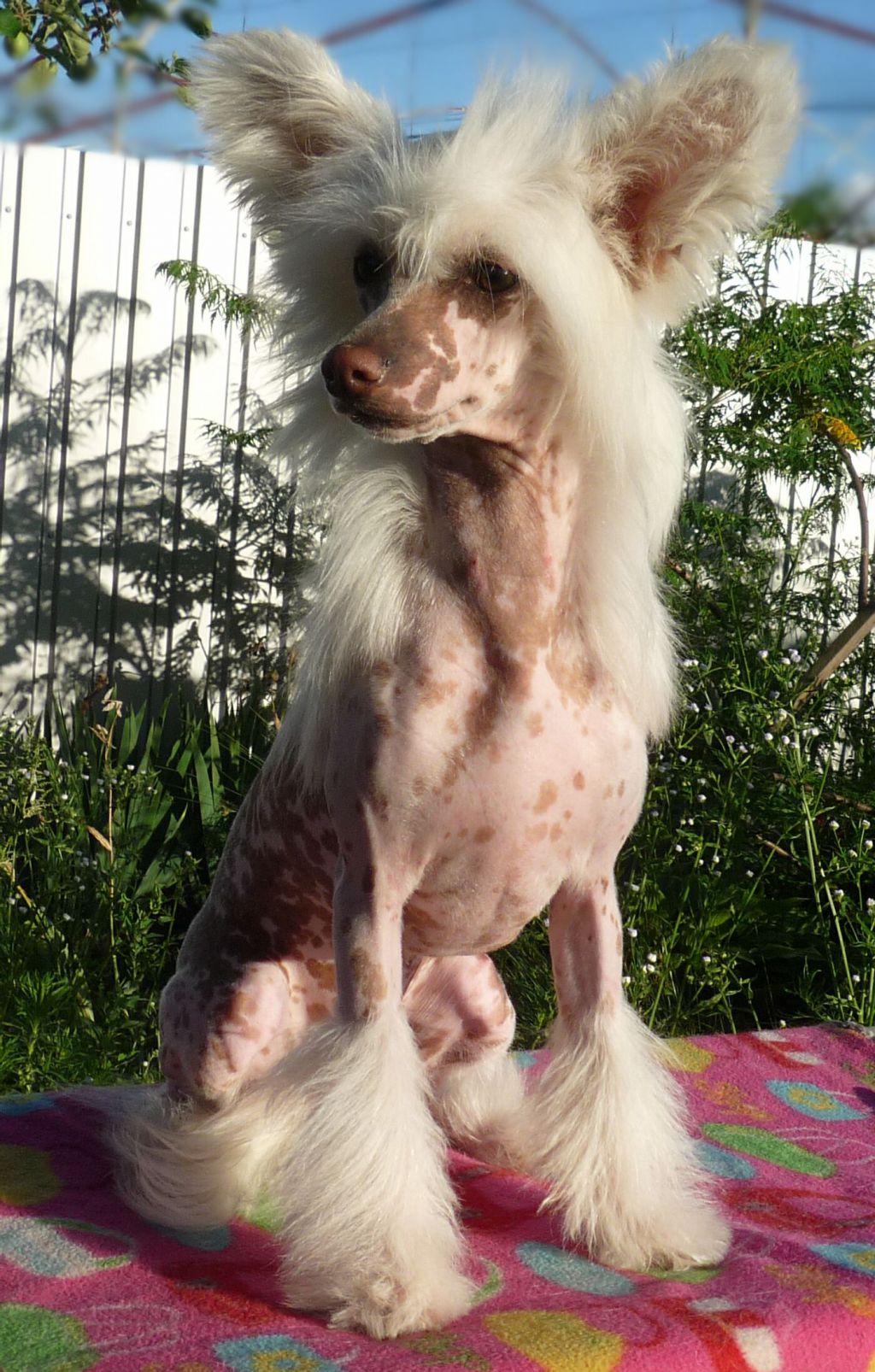 Legion of Dream Party Time