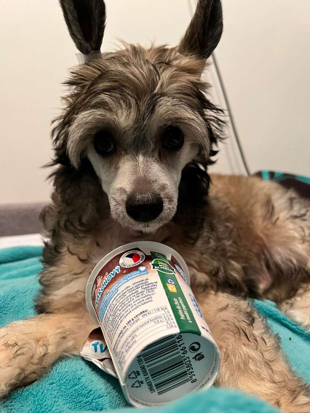 Sensational Sir Garden Roses