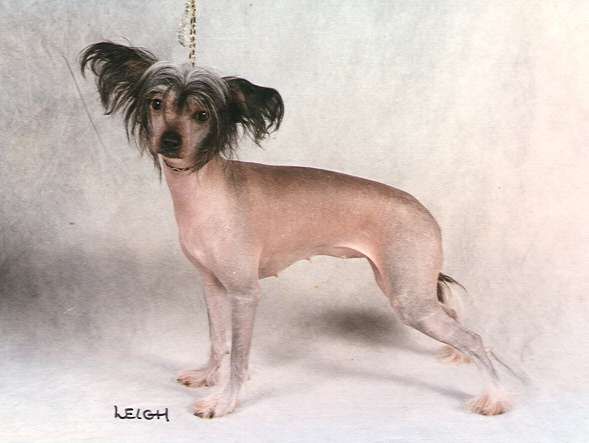 Clashada's Tinkerbell For Jhanchi