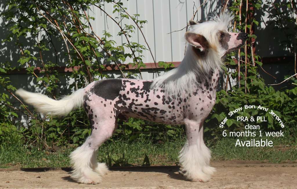 Star Show Bon Ami Jerome