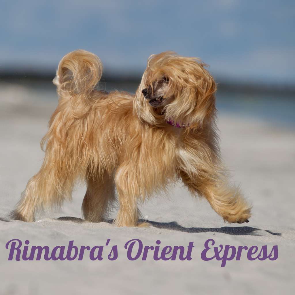 Rimabra's Orient Express