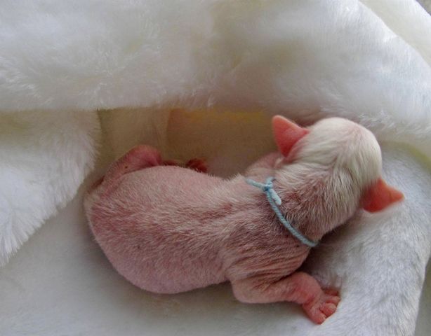 Zlato Dinastii  Kandy Kisses