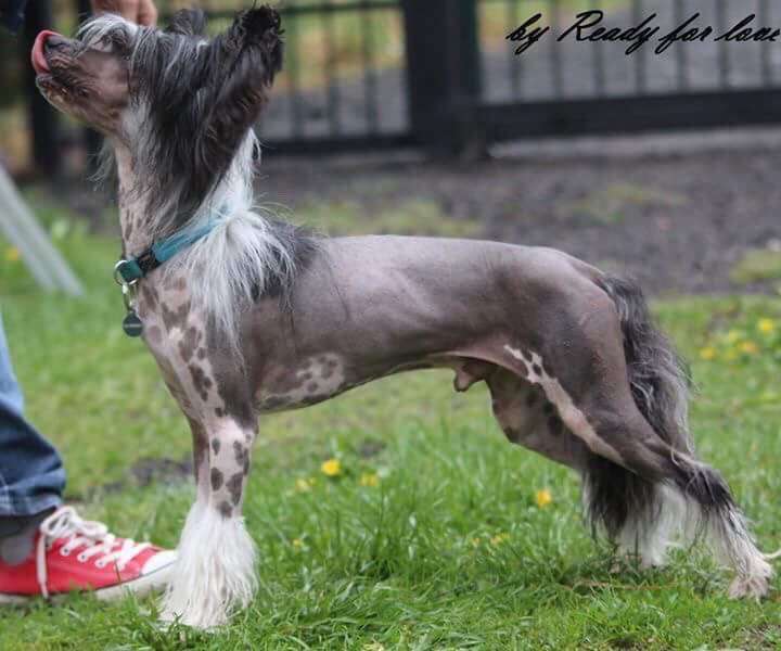 Cherokee Ready For Love