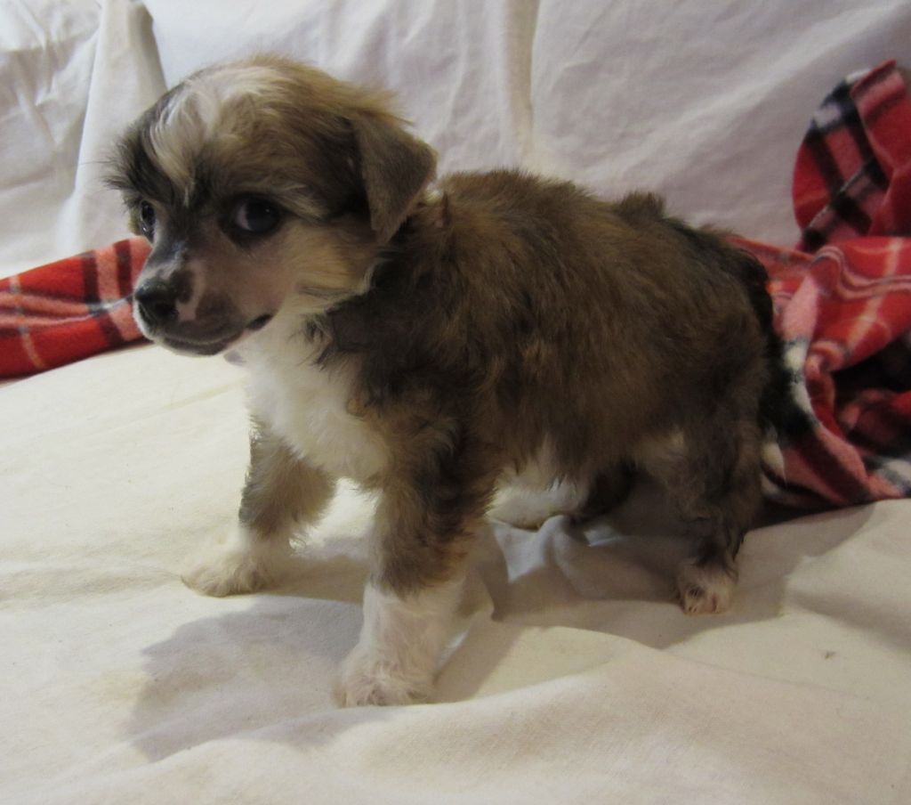 Sspoloch Show Reach for glory