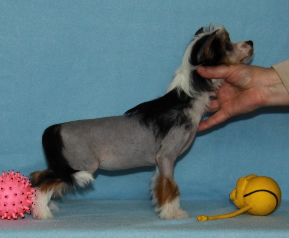 Zheneva-Debjut Kleopatra