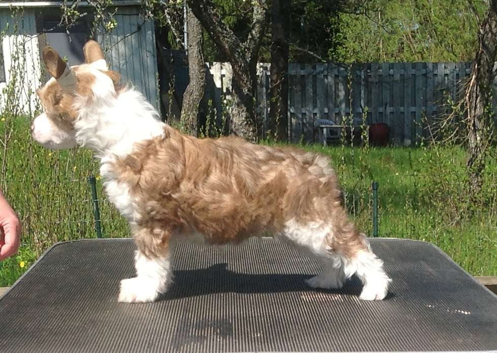 Mamres Comeback Jack