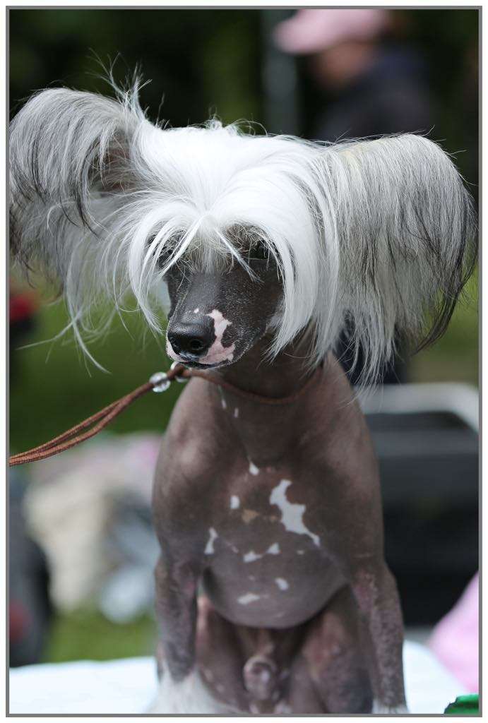 HALNY z Wioski Jagny (fci)