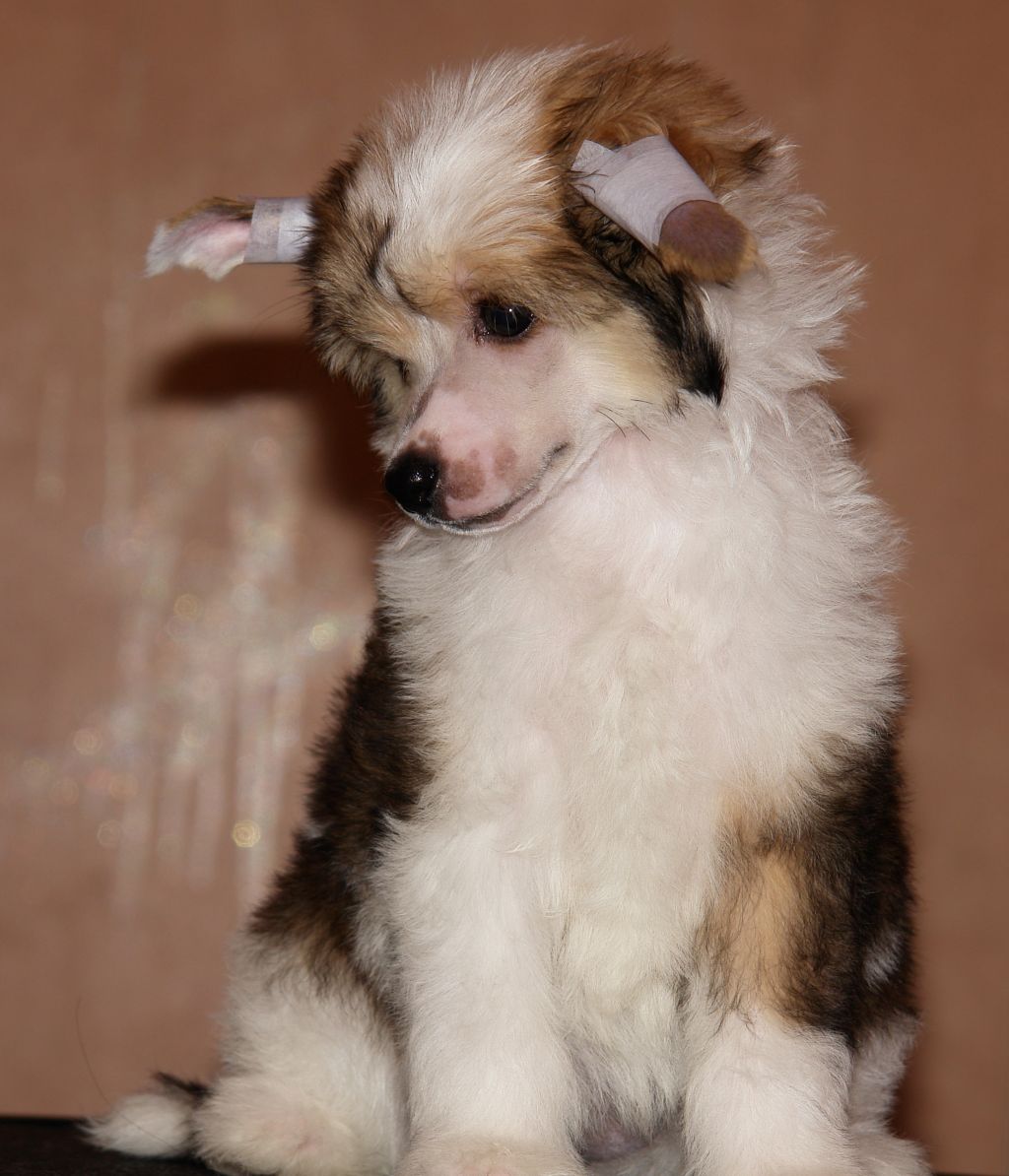 Avrora Mia iz Diamond Sity