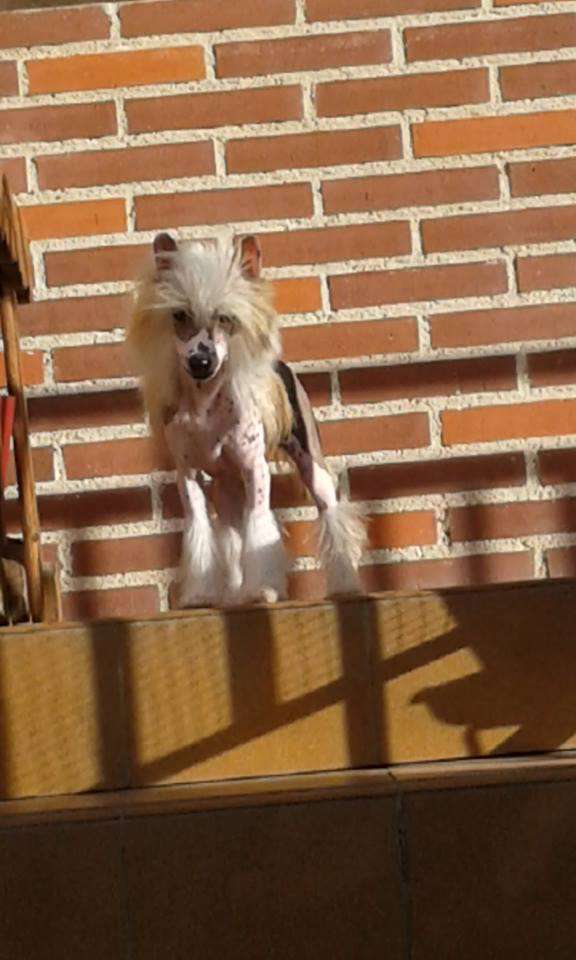 Great Eleganze Bizarre de pedecan