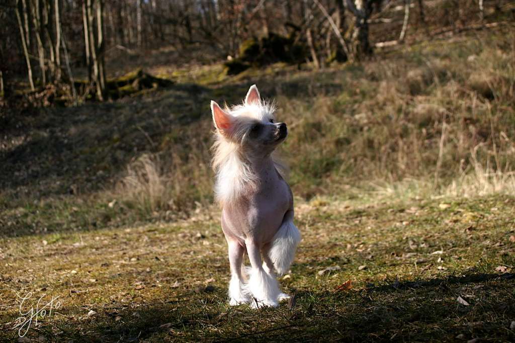 Edcullen's Glade Jippity Jump