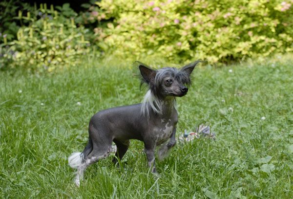 Rus Crimson Empaer Tour The France