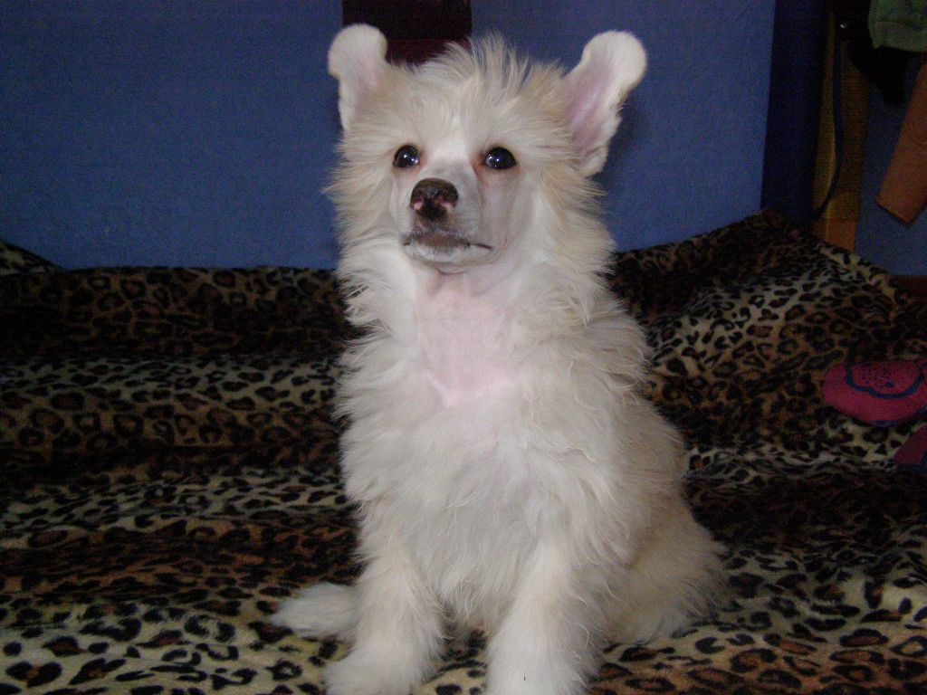 Archibald Gift Of Fortune