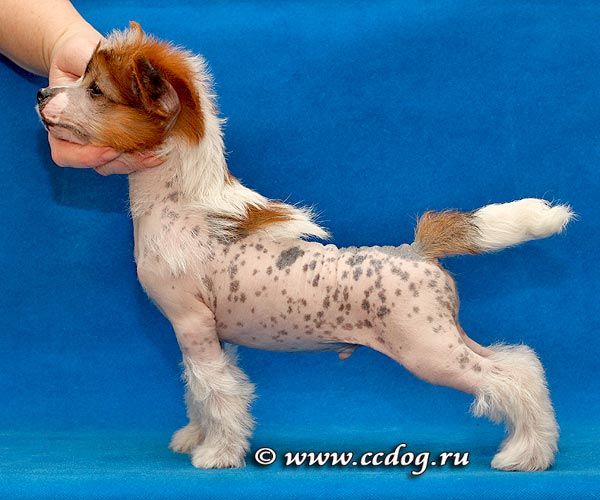 LoveMagic Dynamic Drive