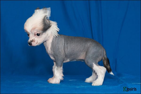 Apriori Vip  Chinese Rose