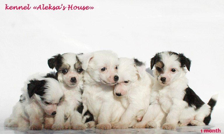 E- Shiva Aleksa's House