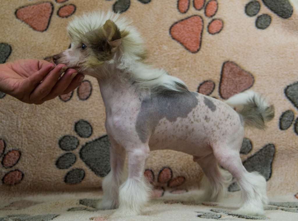 Xtreme New Wave iz Clana Timurlana