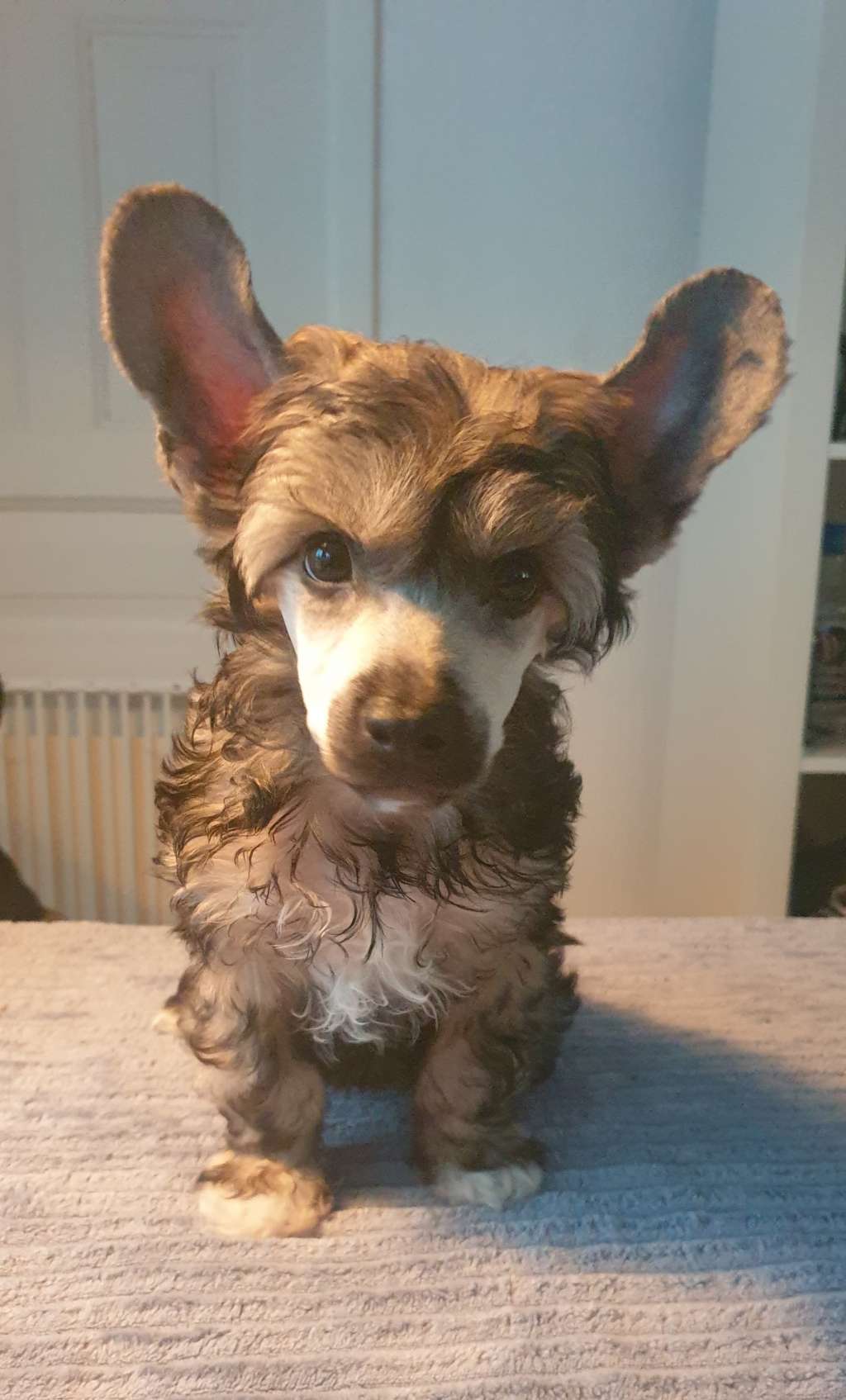 Twice as Nice Vitamin Sea