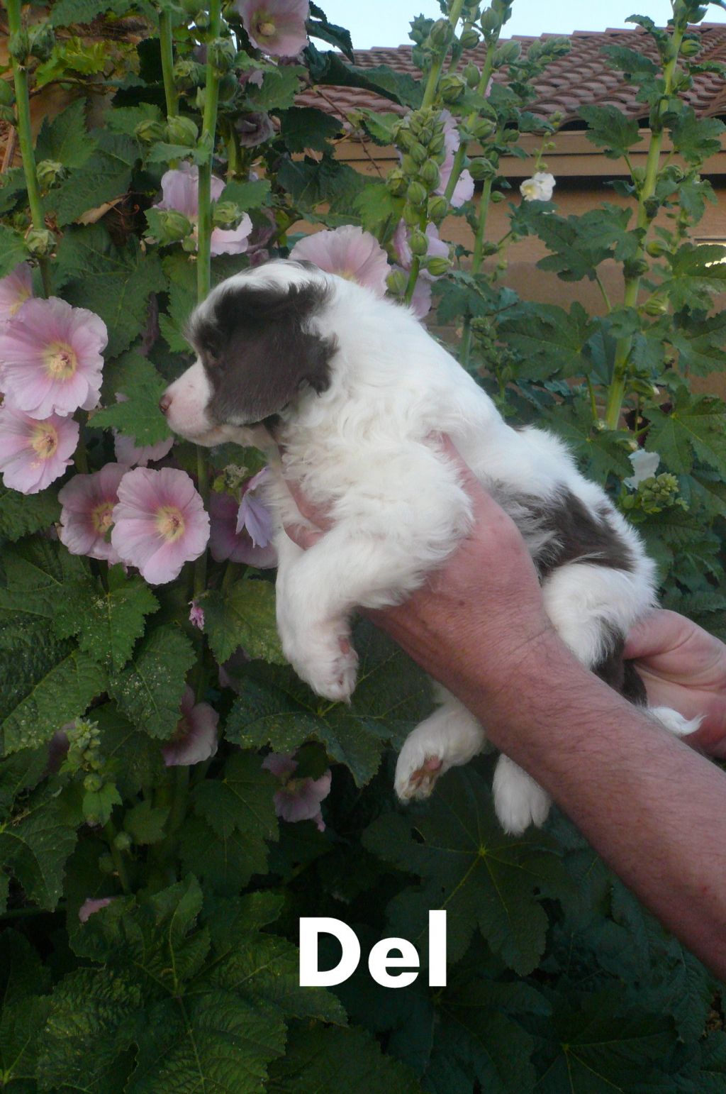 Nina's K Dream Believer