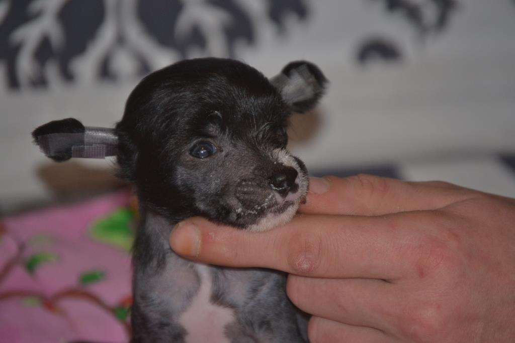 Ketrin Kristol Presto