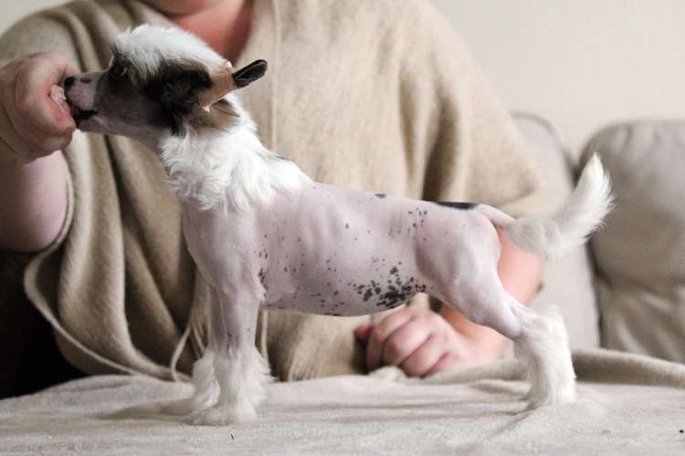 Tinted's Too Cool To Fool