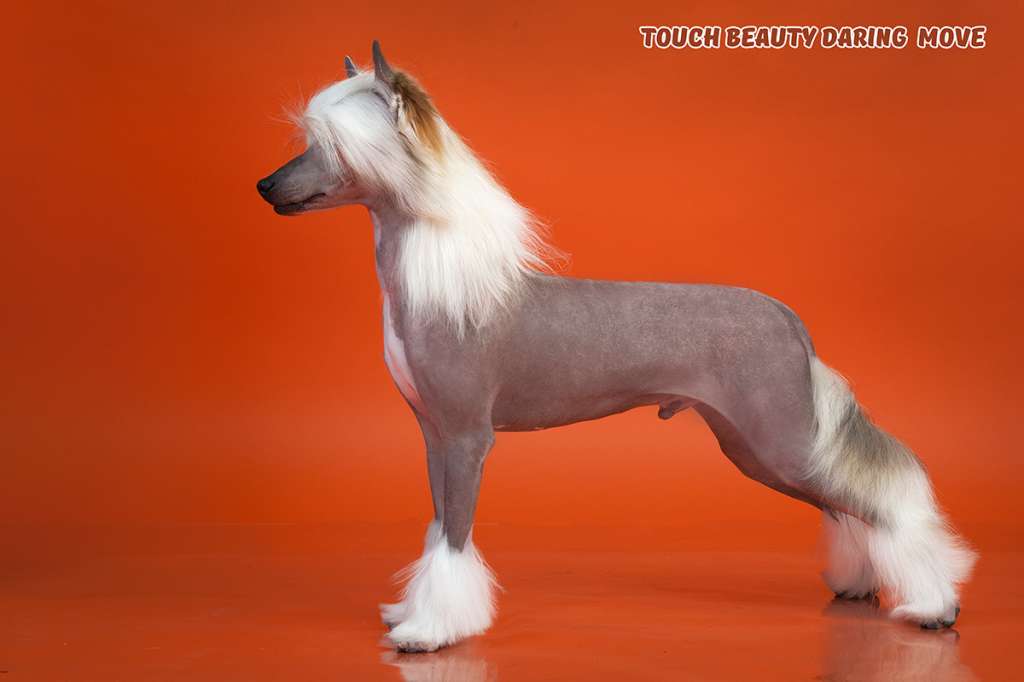 Touch Beauty Daring Move