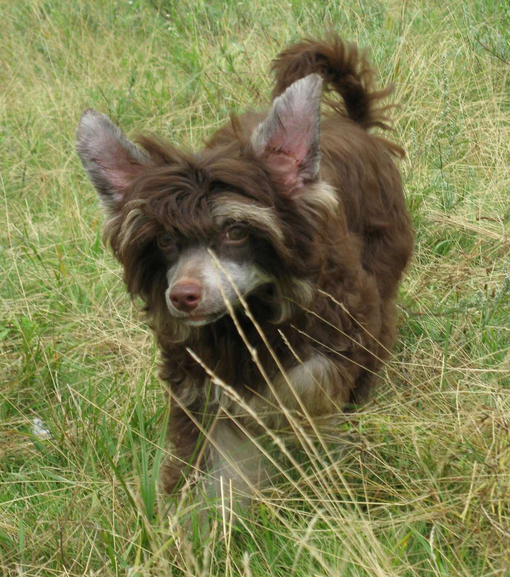 Muso Grazioso Sapho my Sweet Heart