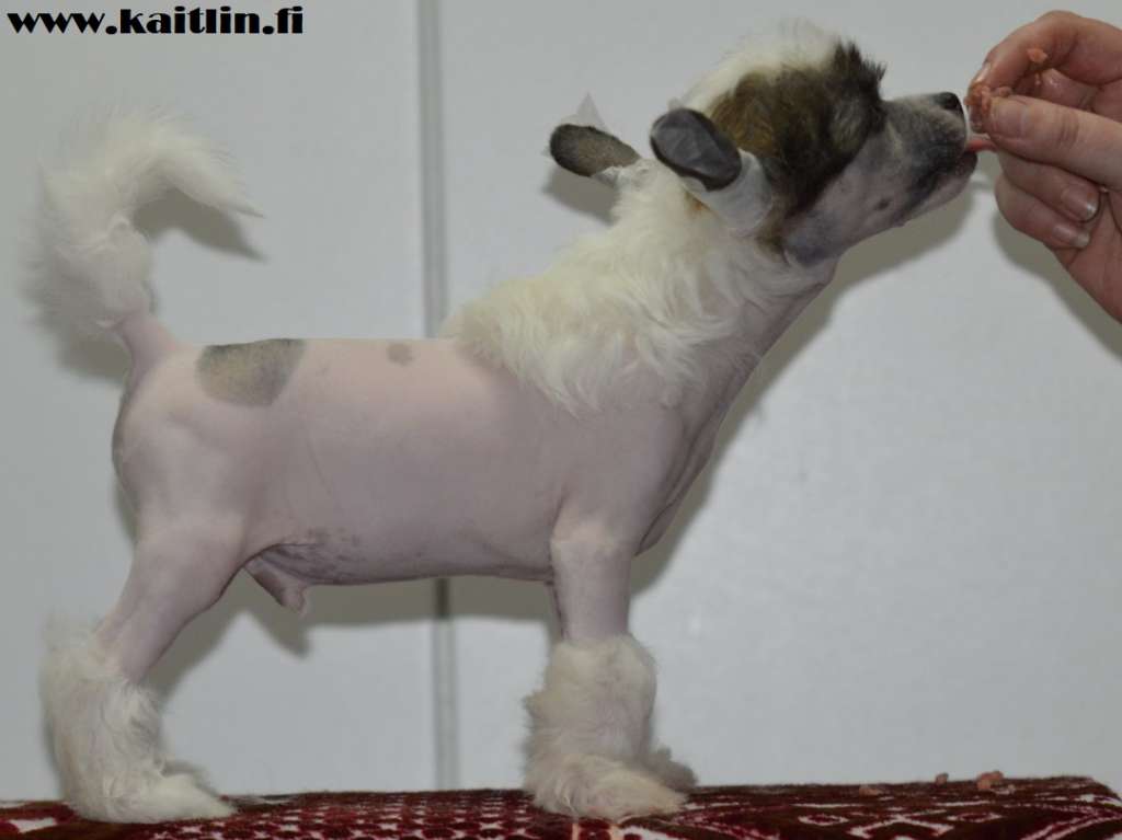 Kaitlin Royal Highness