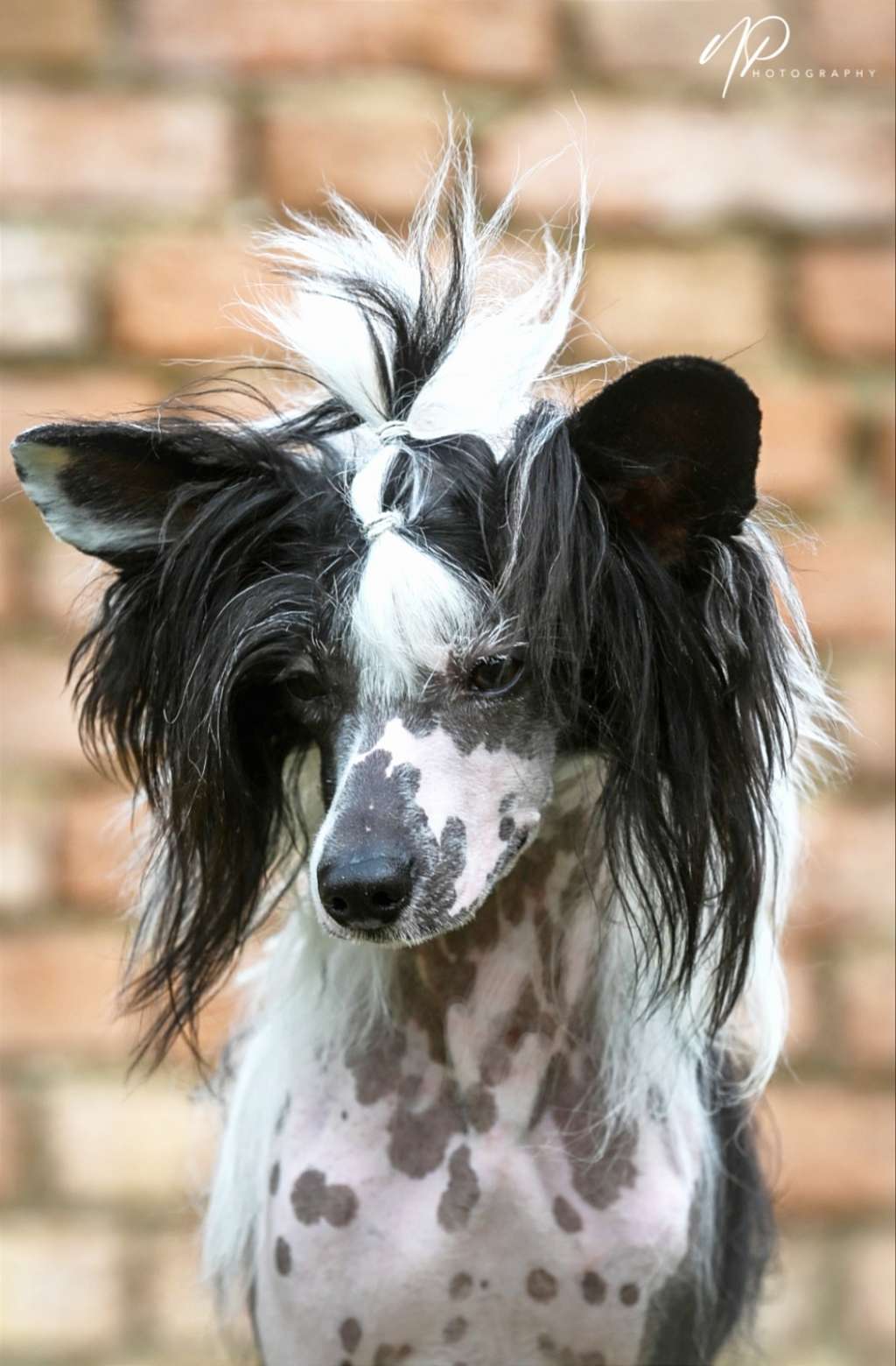 Qwill Planet Of Dream