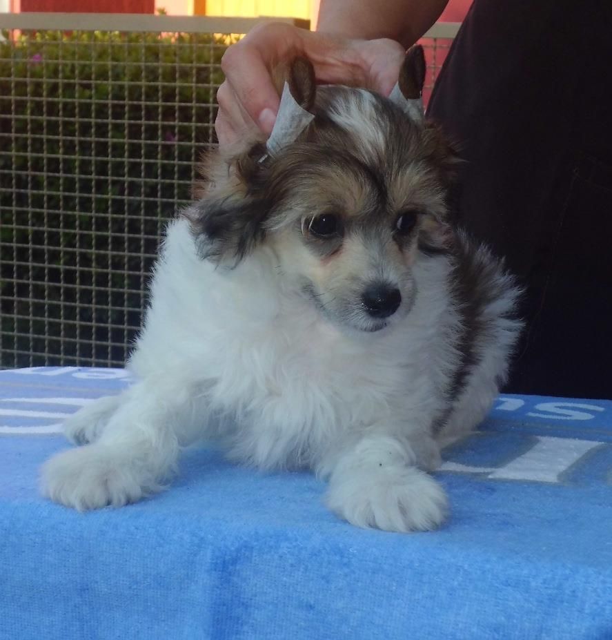 Beren Praia do Sossego e Iris Azul