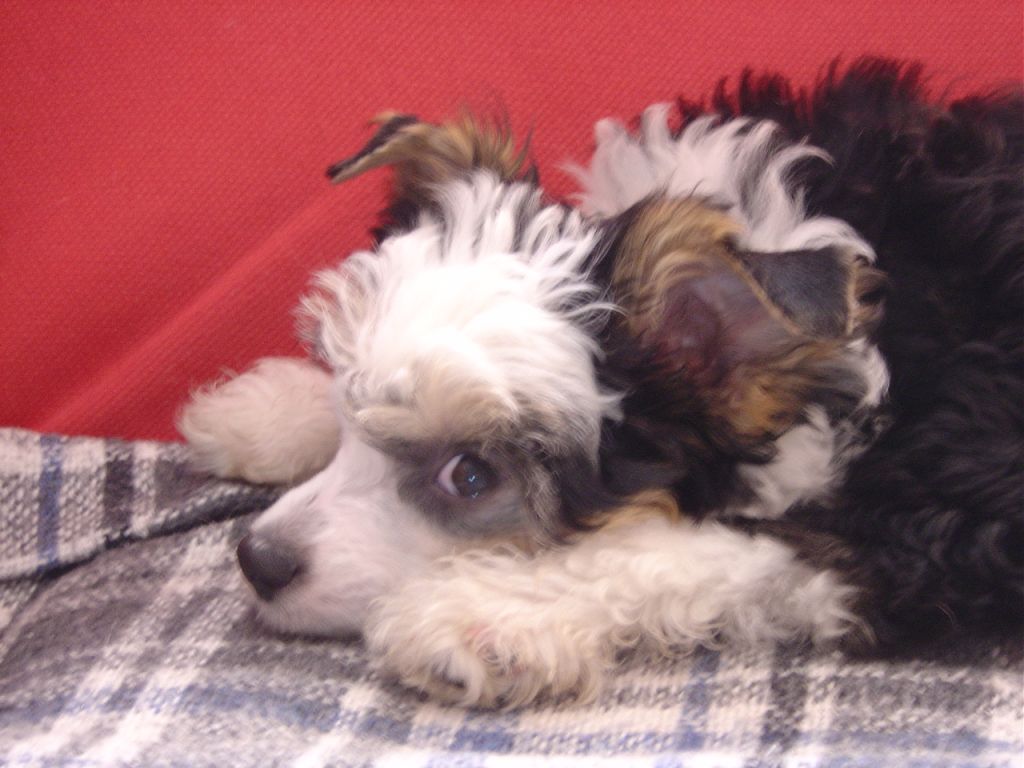 Holala Lola Top Model De Rama