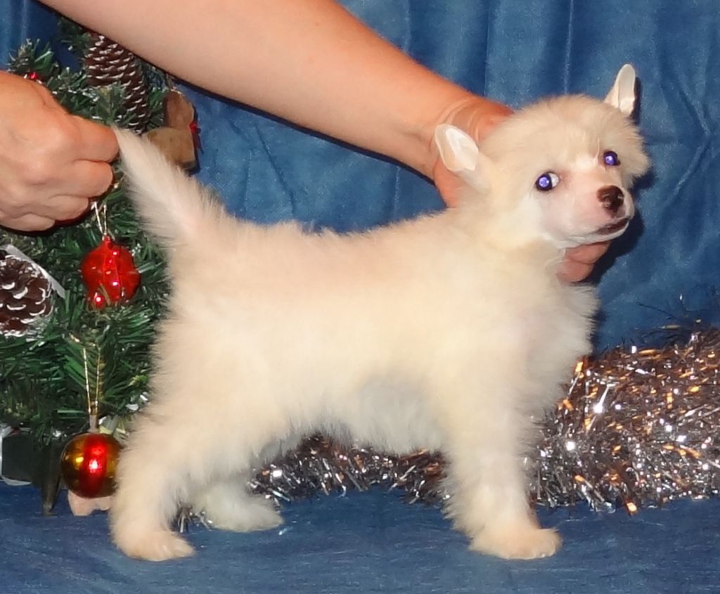 Naimuluna Line Alanis