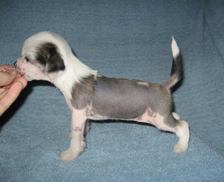 Stormblåstens Silvermoon