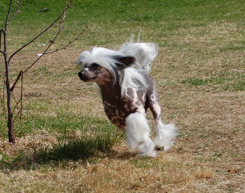 Rimabra's Vroom Vroom