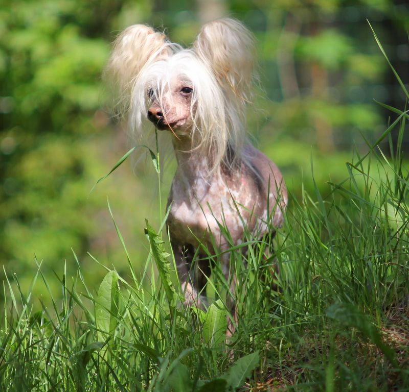 Nakkeri Nakupunkkari