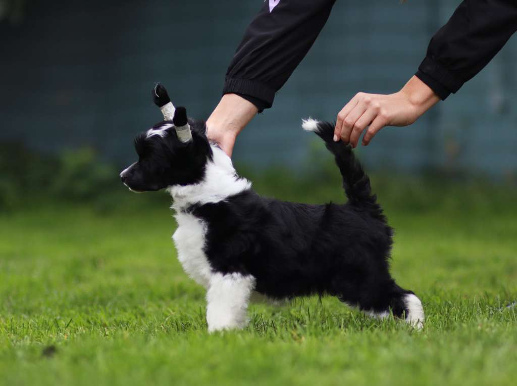 Navaro Plysovy pritel